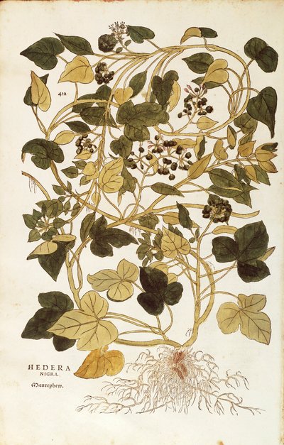 Klimop (Hedera helix nigra aurea) uit De historia stirpium commentarii insignes (Opmerkelijke commentaren over de geschiedenis van planten), gekleurde gravure door Leonhard Fuchs