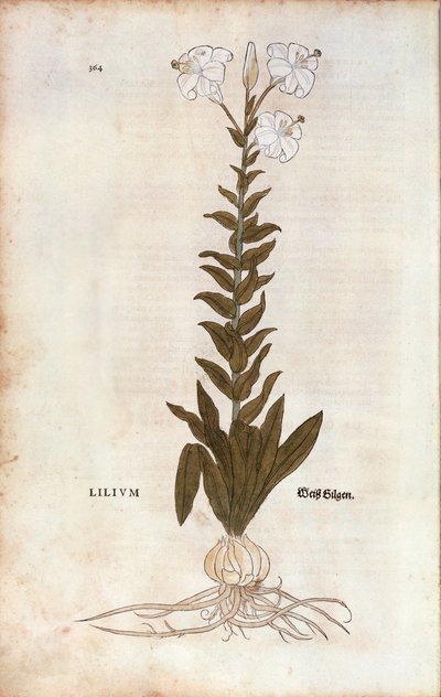 Lelie (Lilium) door Leonhart Fuchs uit De historia stirpium commentarii insignes (Opmerkelijke commentaren over de geschiedenis van planten), gekleurde gravure door Leonhard Fuchs