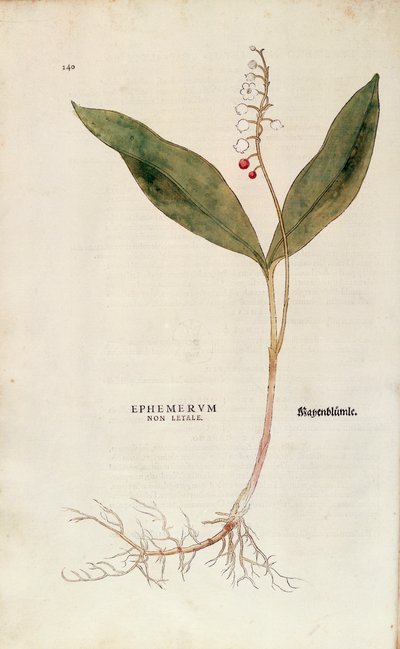 Lelietje-van-dalen - Convallaria majalis, gekleurde gravure uit De historia stirpium commentarii insignes door Leonhard Fuchs