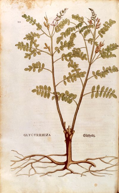 Zoethout (Glycyrrhiza glabra) door Leonhart Fuchs uit De historia stirpium commentarii insignes (Opmerkelijke Commentaren op de Geschiedenis van Planten), gekleurde gravure door Leonhard Fuchs