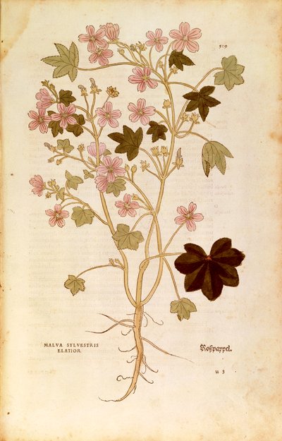 Kaasjeskruid (Malva sylvestris elatior) door Leonhart Fuchs uit De historia stirpium commentarii insignes (Opmerkelijke commentaren over de geschiedenis van planten), gekleurde gravure door Leonhard Fuchs