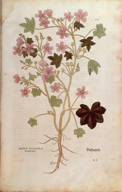 Kaasjeskruid (Malva sylvestris elatior) door Leonhart Fuchs uit De historia stirpium commentarii insignes (Notable Commentaries on the History of Plants), gekleurde gravure door Leonhard Fuchs
