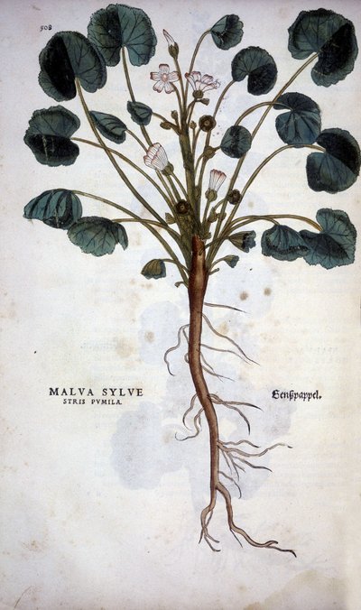 Malva Sylvestre (Grote Paarse) - in 