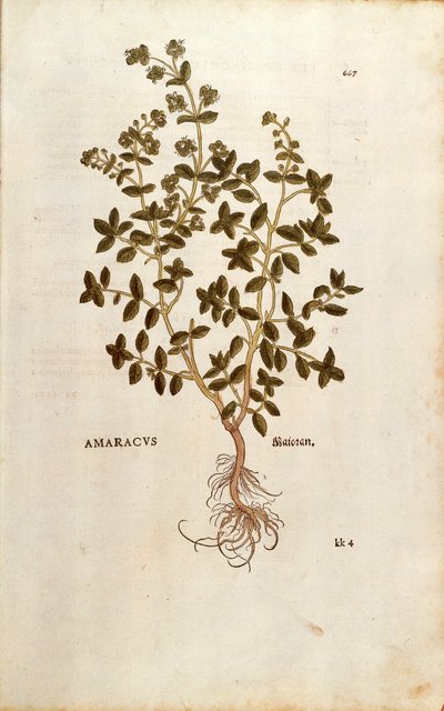 Marjolein - Origanum majorana (Amaracus) uit De historia stirpium commentarii insignes (Opmerkelijke commentaren over de geschiedenis van planten), gekleurde gravure door Leonhard Fuchs