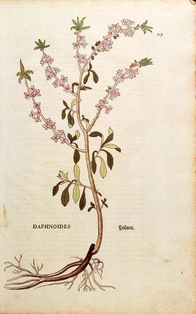 Mezereon - Daphne mezereum door Leonhart Fuchs uit De historia stirpium commentarii insignes, gekleurde gravure door Leonhard Fuchs
