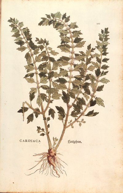 Hartgespan (Leonurus cardiaca) door Leonhart Fuchs uit De historia stirpium commentarii insignes (Notable Commentaries on the History of Plants), gekleurde gravure door Leonhard Fuchs