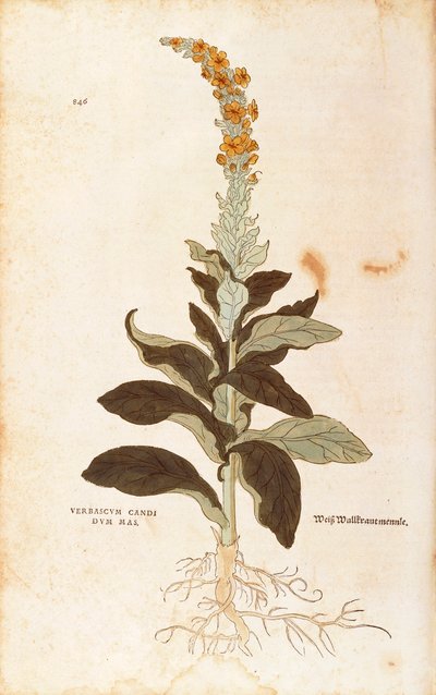 Toorts - Verbascum Thapsus, gekleurde gravure uit De historia stirpium commentarii insignes door Leonhard Fuchs