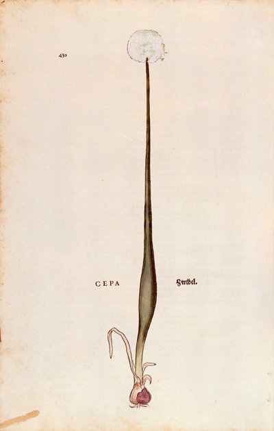 Ui (Allium cepa) door Leonhart Fuchs uit De historia stirpium commentarii insignes door Leonhard Fuchs