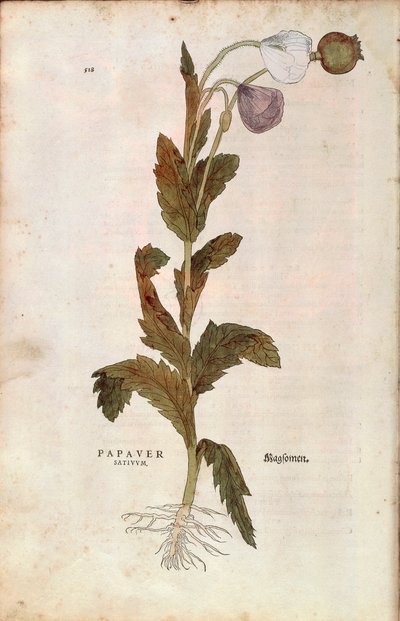 Slaapbol - Papaver somniferum (Papaver satiuum) door Leonhart Fuchs uit De historia stirpium commentarii insignes (Notable Commentaries on the History of Plants), gekleurde gravure door Leonhard Fuchs