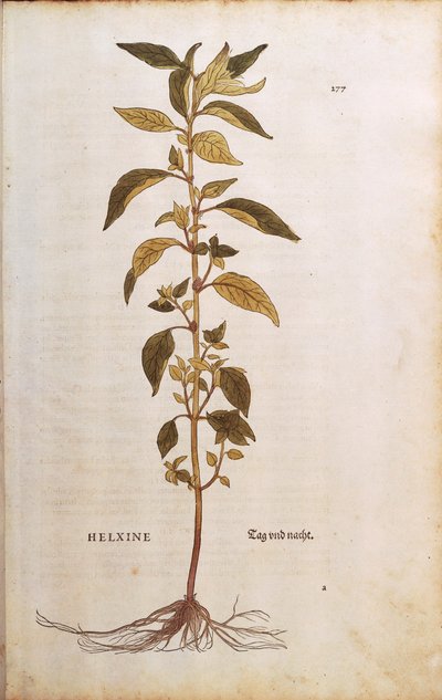 Pellitory-of-the-wall of lichwort - Parietaria officinalis door Leonhart Fuchs uit De historia stirpium commentarii insignes, gekleurde gravure door Leonhard Fuchs