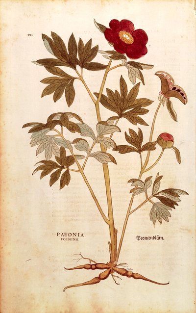 Pioenroos - Paeonia officinalis (Paeonia foemina) door Leonhart Fuchs uit De historia stirpium commentarii insignes (Opmerkelijke commentaren over de geschiedenis van planten), gekleurde gravure door Leonhard Fuchs