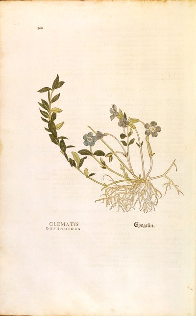 Maagdenpalm - Vinca minor door Leonhart Fuchs uit De historia stirpium commentarii insignes, gekleurde gravure door Leonhard Fuchs
