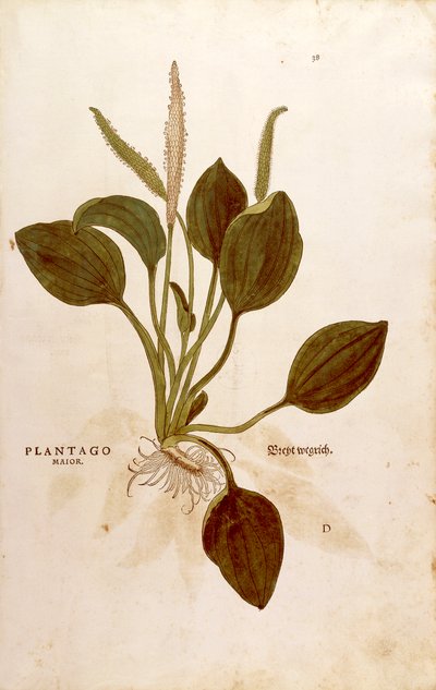 Weegbree (Plantago major) uit De historia stirpium commentarii insignes (Opmerkelijke commentaren over de geschiedenis van planten) gekleurde gravure door Leonhard Fuchs