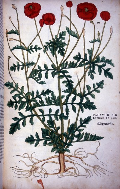 Klaproos in - in De Historia Stirpium commentarii badges,... door Leonhart Fuchs door Leonhard Fuchs