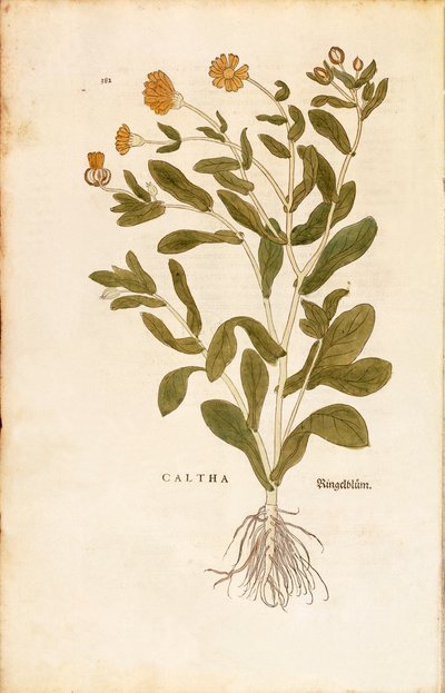Goudsbloem - Calendula officinalis door Leonhart Fuchs uit De historia stirpium commentarii insignes, gekleurde gravure door Leonhard Fuchs