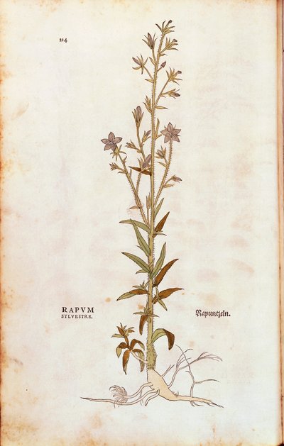 Rapunzelklokje - Campanula rapunculus uit De historia stirpium commentarii insignes (Opmerkelijke commentaren over de geschiedenis van planten) gekleurde gravure door Leonhard Fuchs