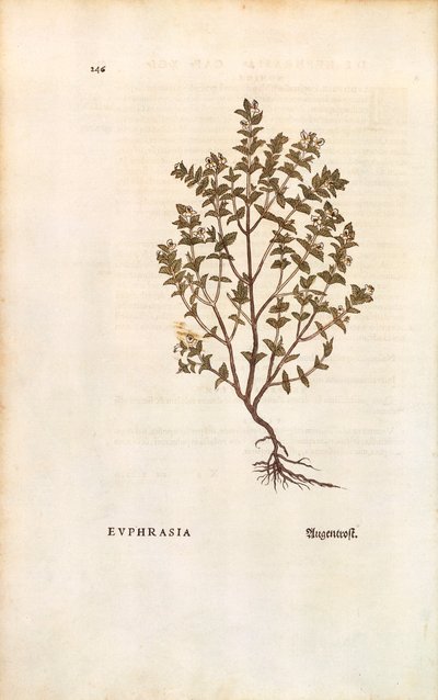 Rode Oogentroost (Euphrasia officinalis) door Leonhart Fuchs uit De historia stirpium commentarii insignes (Notable Commentaries on the History of Plants), gekleurde gravure door Leonhard Fuchs