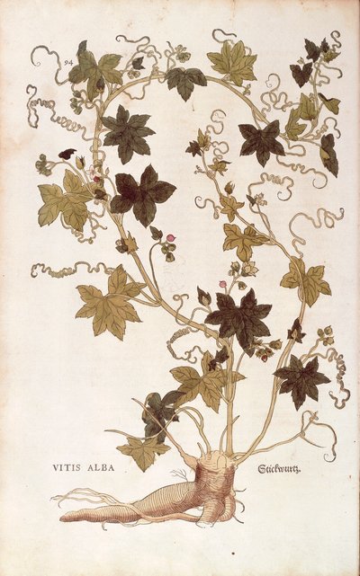 Rode bryonie - Bryonia dioica uit De historia stirpium commentarii insignes (Opmerkelijke commentaren over de geschiedenis van planten), gekleurde gravure door Leonhard Fuchs