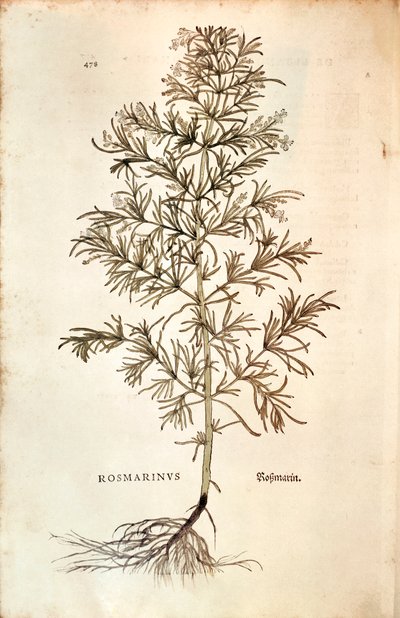 Rozemarijn (Rosmarinus Officinalis) door Leonhard Fuchs