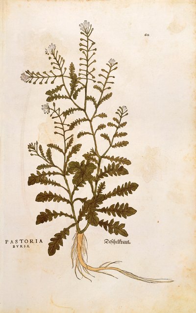 Herderstasje - Capsella bursa-pastoris (Pastoria bursa) door Leonhart Fuchs uit De historia stirpium commentarii insignes (Opmerkelijke commentaren op de geschiedenis van planten) door Leonhard Fuchs