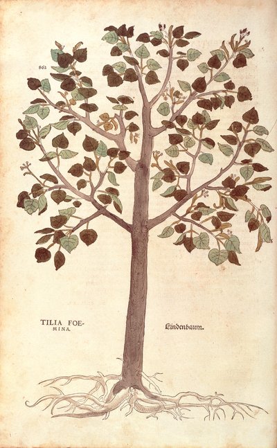 Kleinbladige linde - Tilia cordata (Tilia foemina) door Leonhart Fuchs uit De historia stirpium commentarii insignes (Opmerkelijke commentaren op de geschiedenis van planten) door Leonhard Fuchs