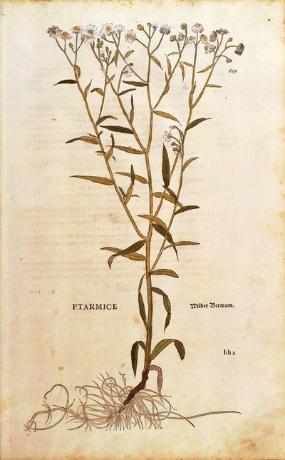 Sneezewort - Achillea ptarmica door Leonhart Fuchs uit De historia stirpium commentarii insignes, gekleurde gravure door Leonhard Fuchs