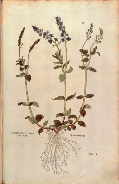 Ereprijs - Veronica officinalis of Compacte blauwe ereprijs - Veronica allionii (Chamaedrys vulgaris mas) door Leonhart Fuchs uit De historia stirpium commentarii insignes (Notable Commentaries on the History of Plants), gekleurde gravure door Leonhard Fuchs