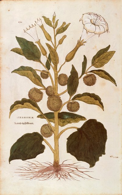 Doornappel - Datura stramonium door Leonhart Fuchs uit De historia stirpium commentarii insignes, gekleurde gravure door Leonhard Fuchs