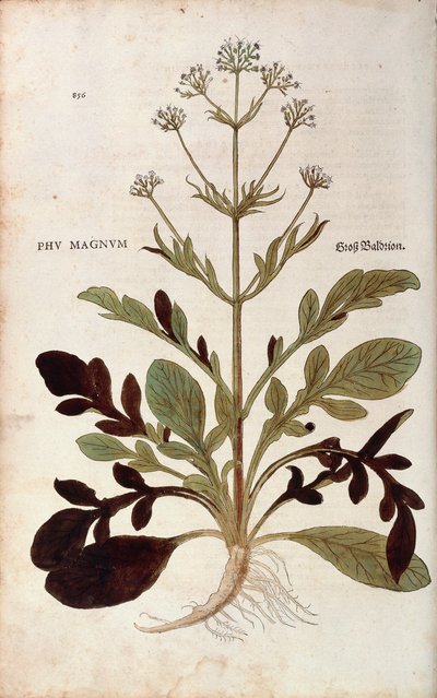 Valeriaan (Valeriana officinalis) door Leonhart Fuchs uit De historia stirpium commentarii insignes (Opmerkelijke commentaren over de geschiedenis van planten), gekleurde gravure door Leonhard Fuchs