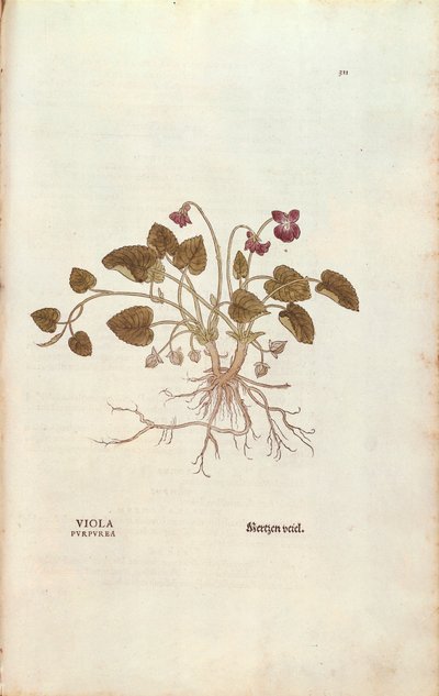 Viooltje door Leonhart Fuchs uit De historia stirpium commentarii insignes, gekleurde gravure door Leonhard Fuchs