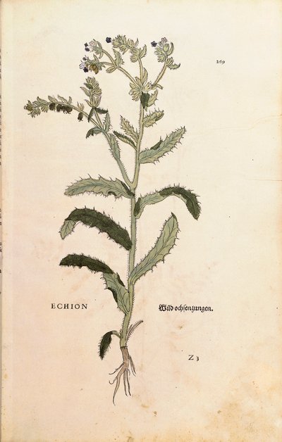 Slangenkruid of blauwe winde - Echium vulgare (Echion) door Leonhart Fuchs uit De historia stirpium commentarii insignes (Opmerkelijke commentaren op de geschiedenis van planten) door Leonhard Fuchs