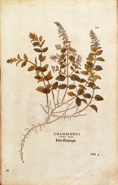 Wall Germander - Teucrium chamaedrys door Leonhart Fuchs uit De historia stirpium commentarii insignes, gekleurde gravure door Leonhard Fuchs