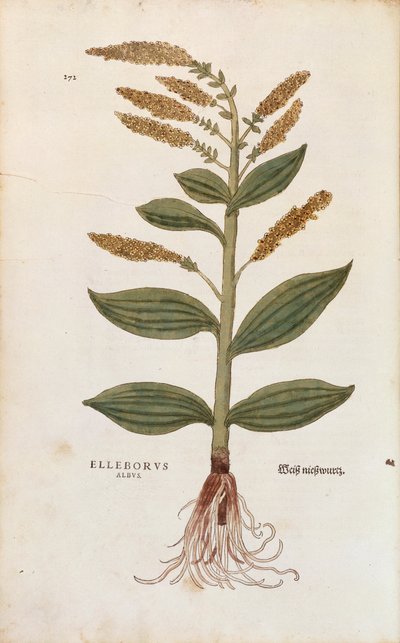 Witte nieswortel - Veratrum album door Leonhart Fuchs uit De historia stirpium commentarii insignes, gekleurde gravure door Leonhard Fuchs