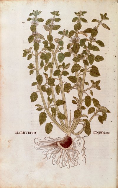 Witte malrove (Marrubium vulgare) door Leonhart Fuchs uit De historia stirpium commentarii insignes (Opmerkelijke commentaren op de geschiedenis van planten) door Leonhard Fuchs