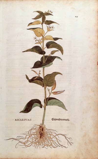 Witte Zwaluwwortel - Cynanchum vincetoxicum, gekleurde gravure uit De historia stirpium commentarii insignes door Leonhard Fuchs