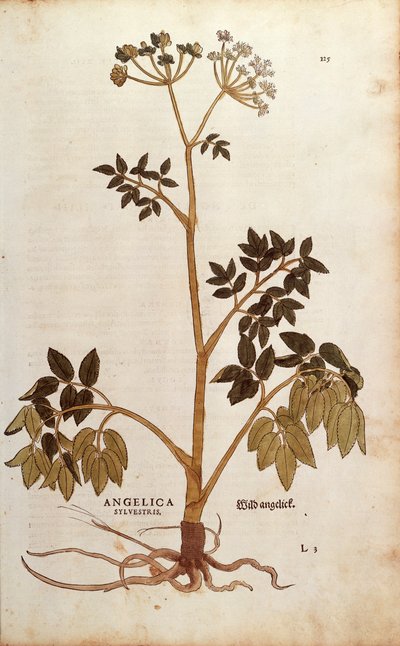 Wilde Engelwortel (Angelica sylvestris) door Leonhart Fuchs uit De historia stirpium commentarii insignes (Opmerkelijke Commentaren op de Geschiedenis van Planten), gekleurde gravure door Leonhard Fuchs
