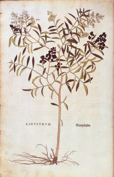 Wilde Liguster (Ligustrum vulgare) uit De historia stirpium commentarii insignes (Opmerkelijke commentaren over de geschiedenis van planten) gekleurde gravure door Leonhard Fuchs