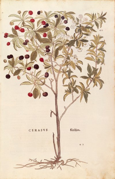 Wilde kers - Prunus avium door Leonhart Fuchs uit De historia stirpium commentarii insignes, gekleurde gravure door Leonhard Fuchs