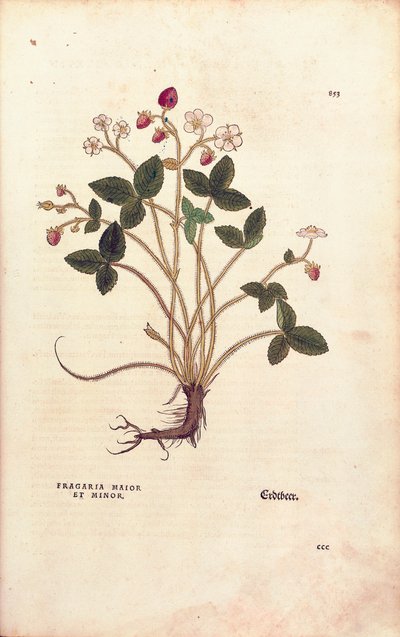 Bosaardbei - Fragaria vesca, gekleurde gravure uit De historia stirpium commentarii insignes door Leonhard Fuchs