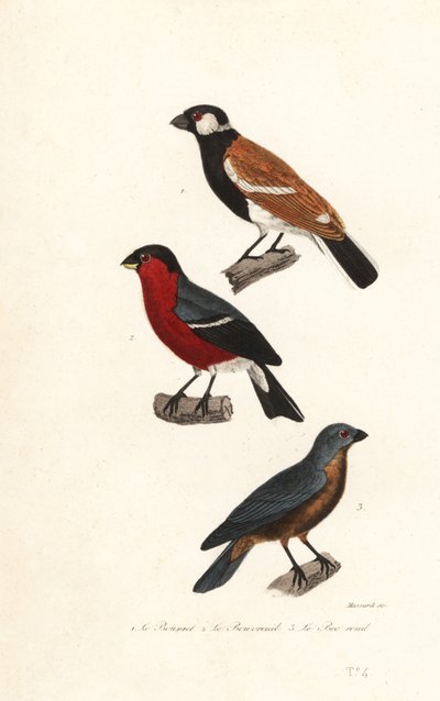 Reunionvinksoorten, Europese vink en blauwe grosbeak door Leopold Massard