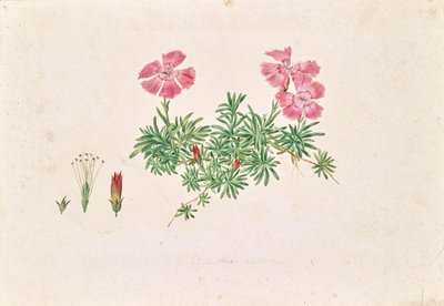 Alpenanjer (Dianthus alpinus) door Leopold von Stoll