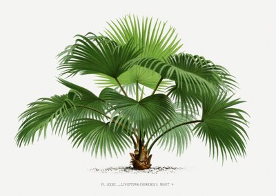  door Les Palmiers Histoire Iconographique