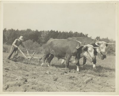 Landelijke scène in Centraal Maine, veel ossen worden nog gebruikt door Lewis Wickes Hine