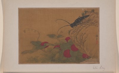 Sprinkhaan op rots door Liang Wen