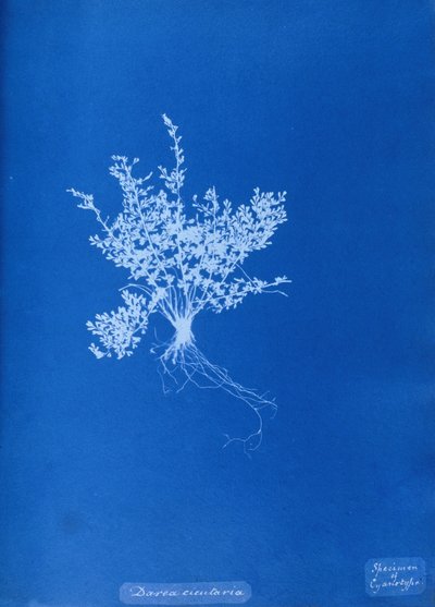 Cyanotype van een Britse varen door Unbekannt Unbekannt