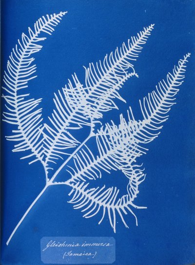 Cyanotype van een Jamaicaanse varen, Gleichenia immensa door Unbekannt Unbekannt