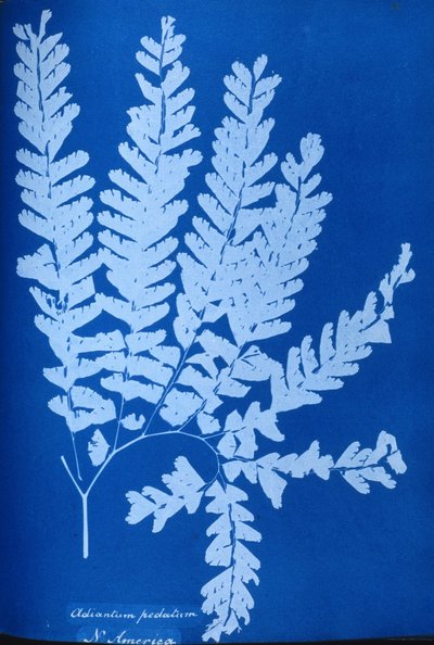 Cyanotype van een Noord-Amerikaanse varen, Adiantum pedatum door Unbekannt Unbekannt