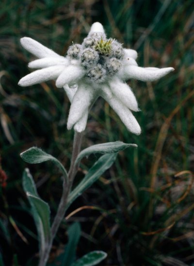 Edelweiss (foto) door Unbekannt Unbekannt