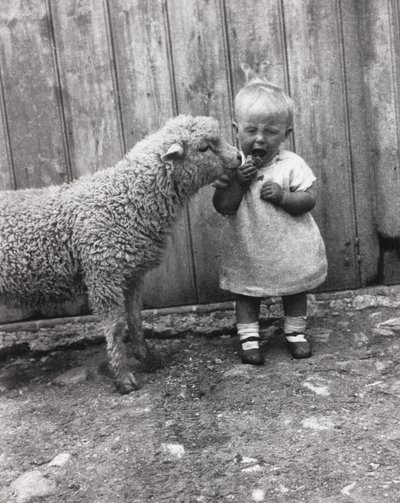 Lam dat geïnteresseerd is in het tussendoortje van een jong kind, ca. 1930s door Unbekannt Unbekannt