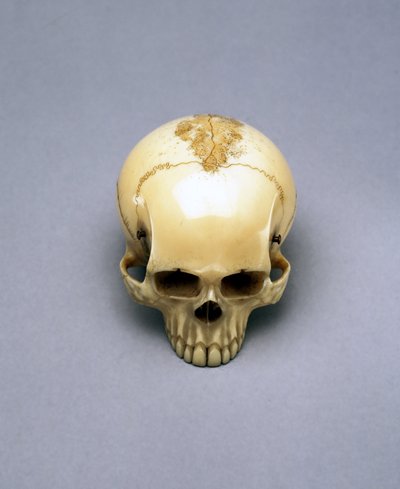 Model van een schedel, waarschijnlijk een netsuke, Japans door Unbekannt Unbekannt